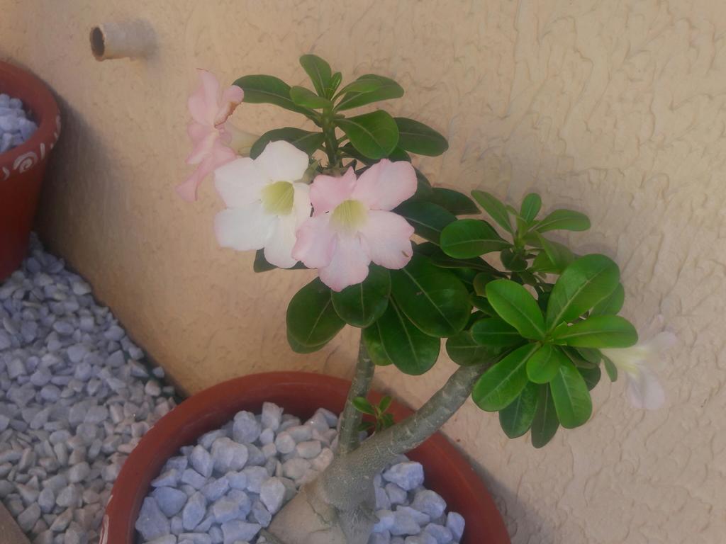 Chales 4 Estacoes بيبيريبي المظهر الخارجي الصورة